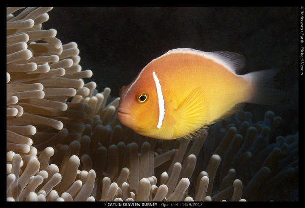 Catlin_Seaview_Survey._Opal1_L_Clownfish.jpg 