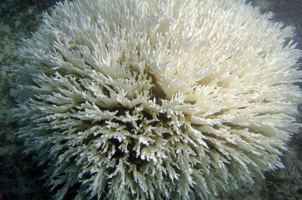 Coral_bleaching_2-1.jpg 