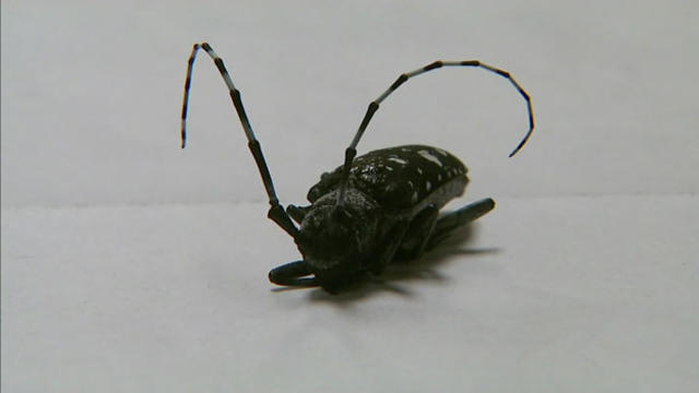 asian-long-horned-beetle.jpg 
