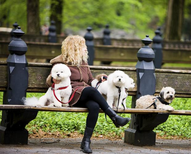 Woman with 4 dogs relaxing in Central Park, New York 