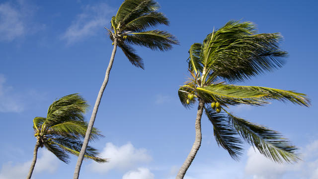 palm-trees-wind.jpg 