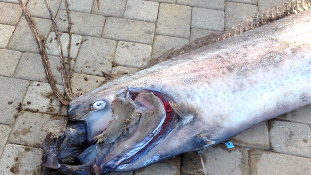 Giant sea creature found off Calif. 