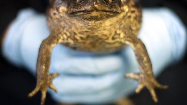 A giant toad is held at Heathrow Airport's Animal Reception Centre Jan. 25, 2011, in London. 