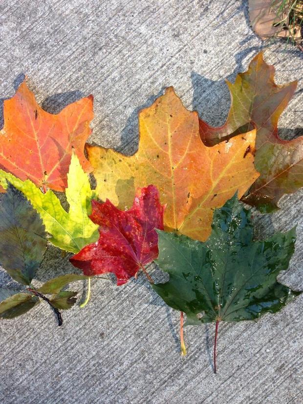 fall-colors-john-williams.jpg 