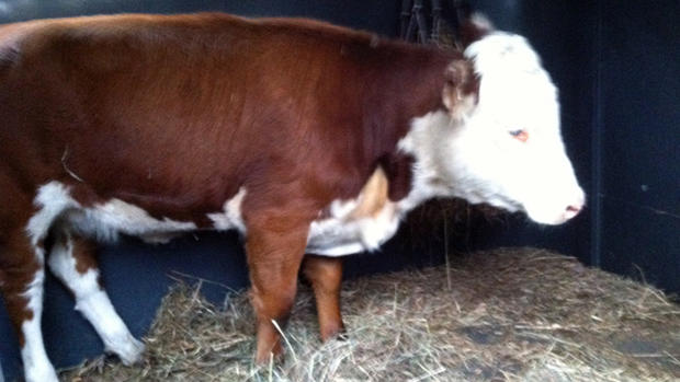 Female cow rescued by animal control 