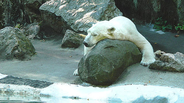polar-bear-625x-_jlloyd.jpg 