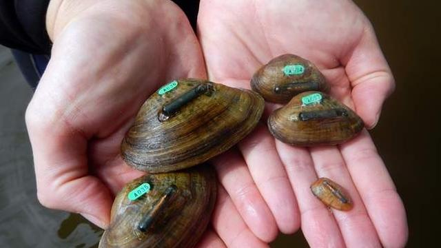 michigan-mussels.jpg 