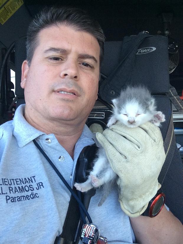 Kittens found at MIA  