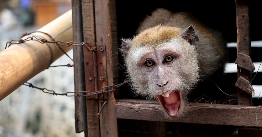 Cracking down on monkey business