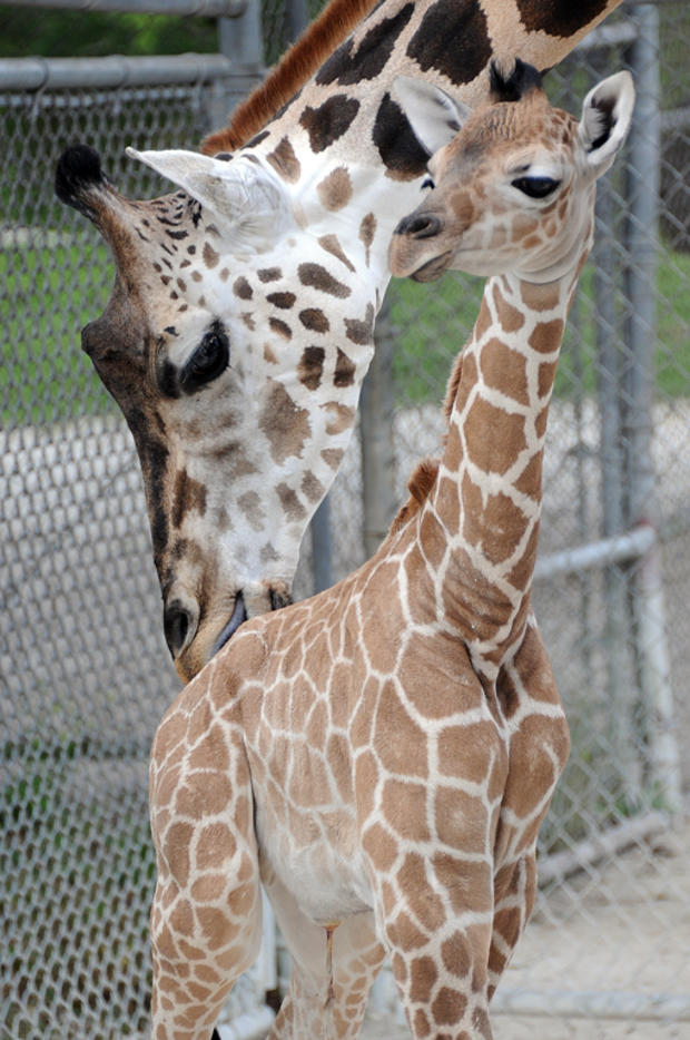 giraffe-baby-mia-20131.jpg 
