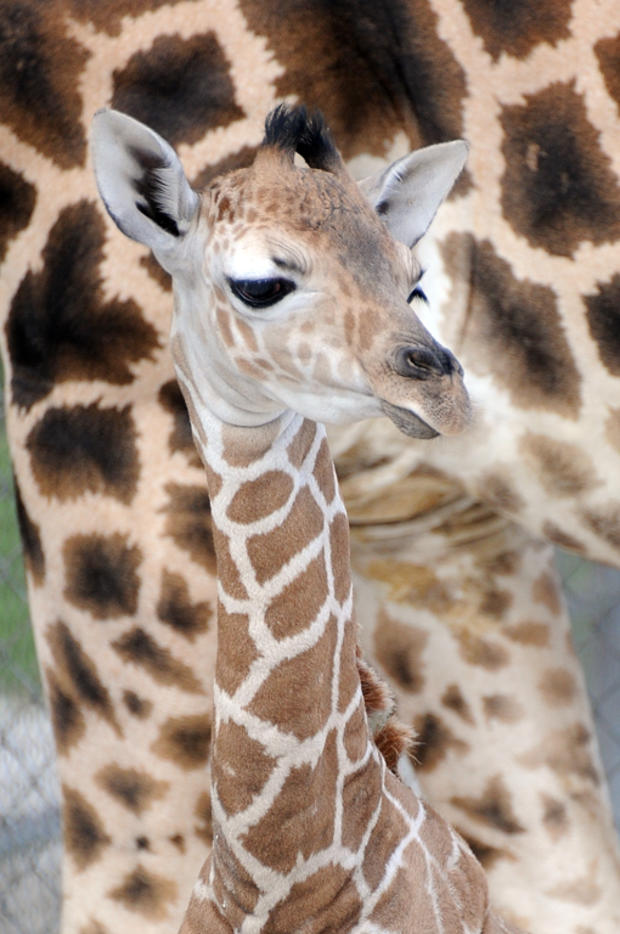 giraffe-baby-mia-2013-b.jpg 