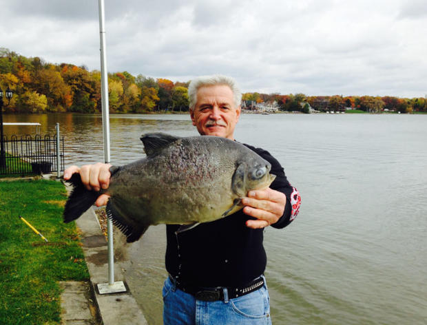 Pacu Fish In Chicago Area 