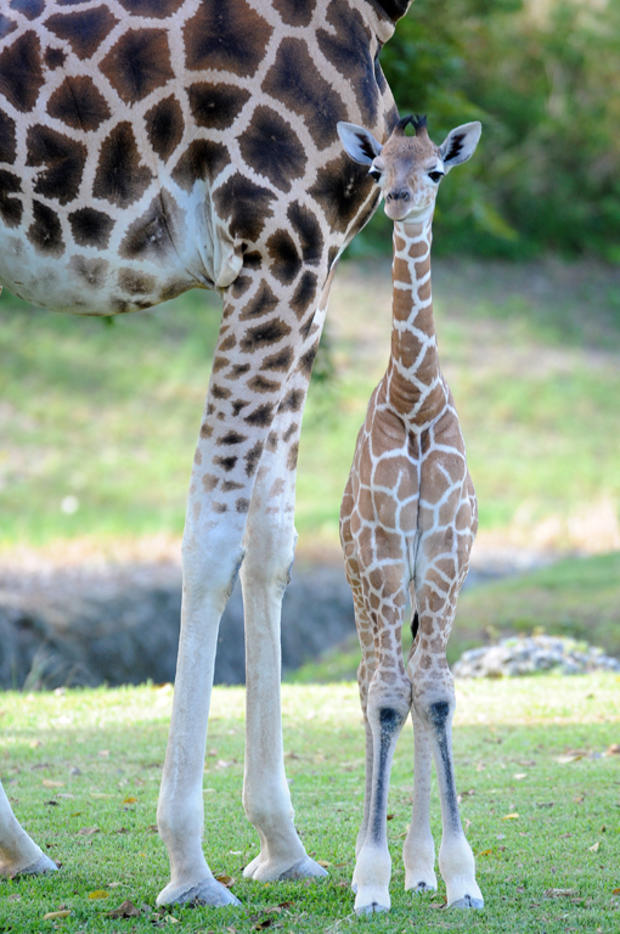 Giraffes9 