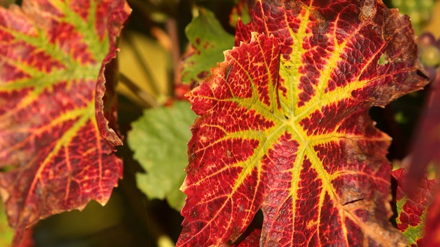 Fall_Colors_186531895.jpg 