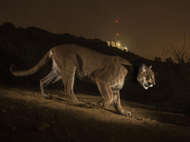 Mountain Lion and Bobcat Died From Effects of Rat Poison – NBC Los Angeles