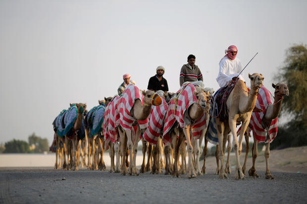 Camel racing Dubai 