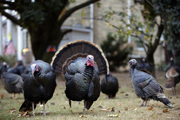 Wild turkeys Staten Island 