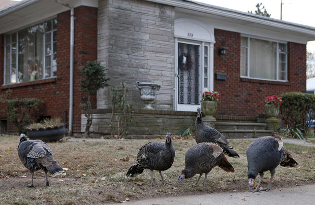 Wild turkeys Staten Island 