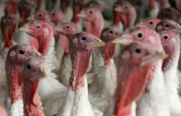 Turkey Farm Prepares For Thanksgiving 