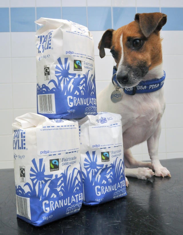 019_PDSA Pet Fit Club 2013 winner Ruby, who lost 3kg - a third of her bodyweight.jpg 