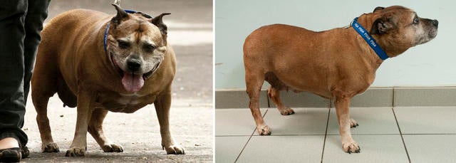 002_TJ came second in PDSA Pet Fit Club after losing almost a quarter of her bodyweight.jpg 