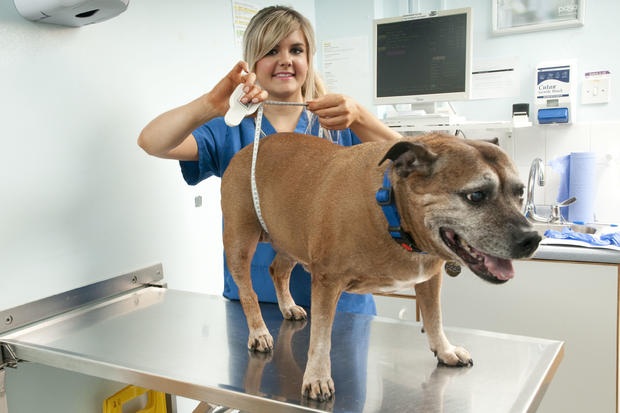 032_AFTER PDSA vet nurse Amanda Shearsby shows exactly how much weight TJ has lost.jpg 