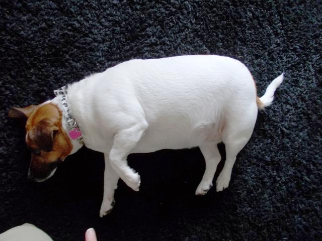 017_Ruby is taking part in PDSA Pet Fit Club.JPG 