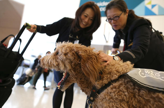 Therapy dogs San Fran Int'l airport 