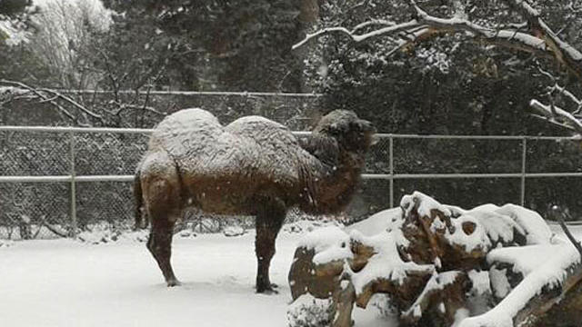 bactrian-camel-in-snow-today-from-denver-zoo.jpg 