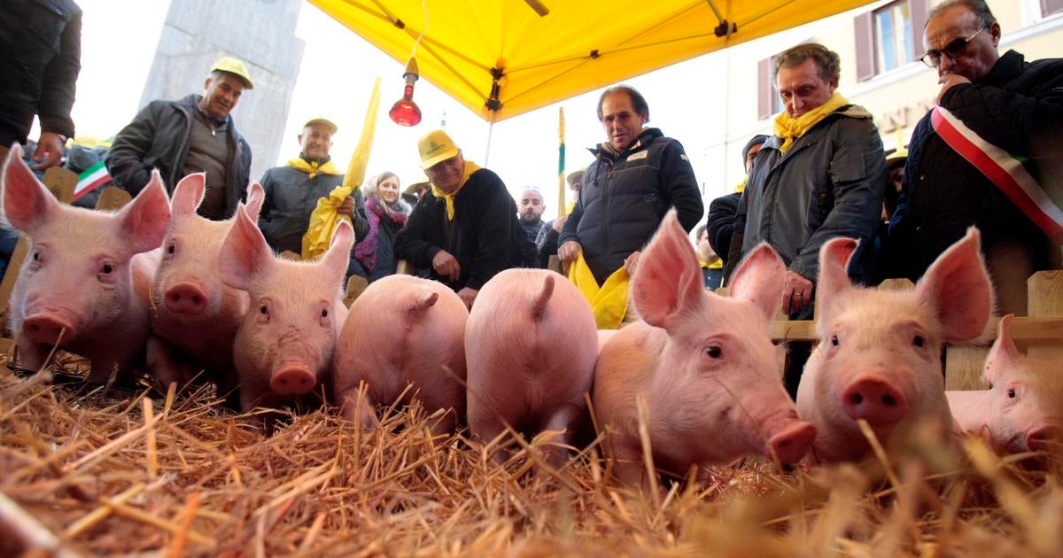 Pigs march in Rome, as farmers protest 