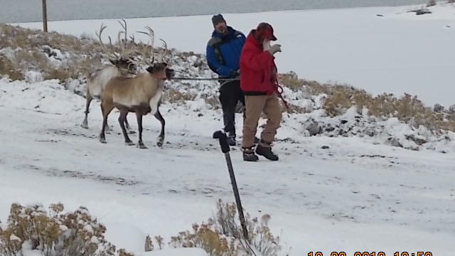 reindeer-escape-2-from-bryan-wagner-dillonpd.jpg 