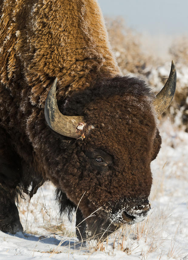 bison_35.jpg 