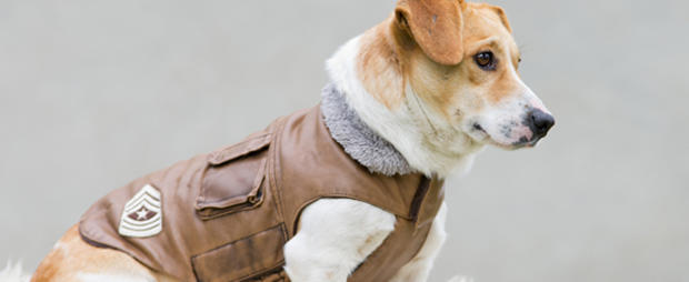 dog clothes jacket pets 
