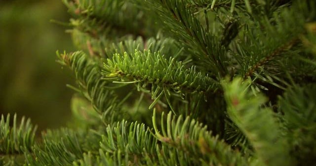 Are you allergic to your Christmas tree? CBS News
