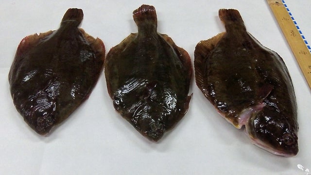 Fish caught off Japan's coast wait to be prepared for radiation testing at the Marine Ecology Research Institute in Onjuku 