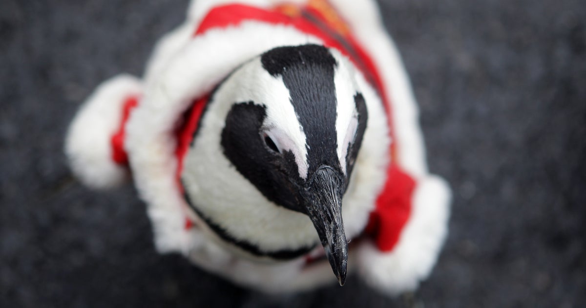 penguins dressed up for christmas A penguin takes a walk in Christmas clothes at Harbin Polarland on... News  Photo