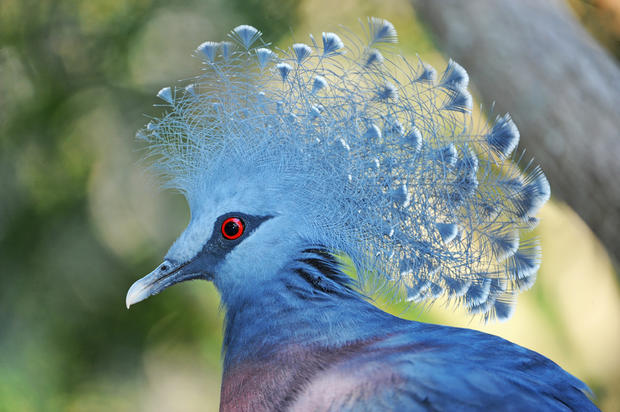 Victoria Crowned Pigeon 4a 