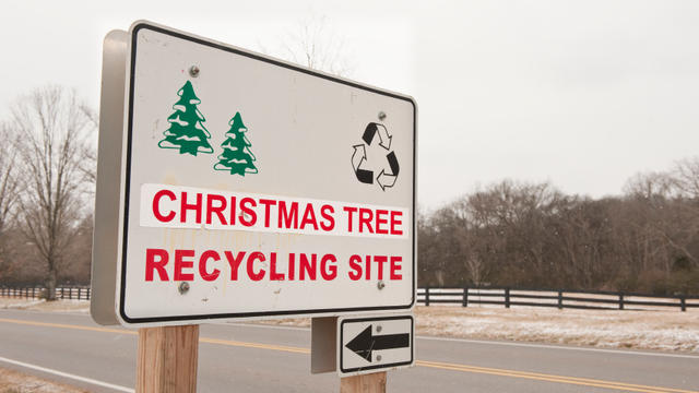christmas-tree-recycling.jpg 