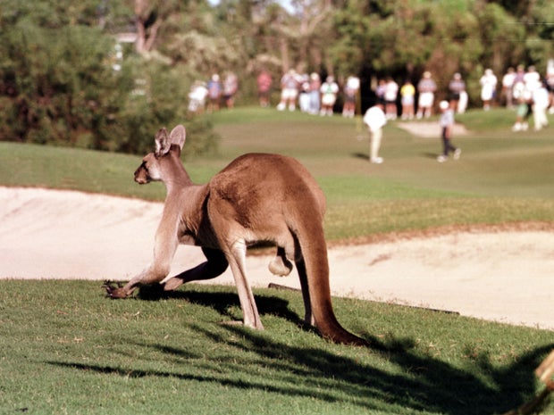 Red_Kangaroo_1020955.jpg