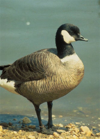 Aleutian_Canada_Goose_Glen_Smart_FWS.jpg