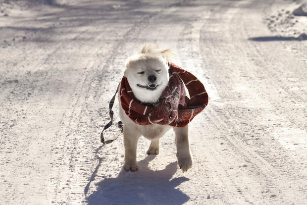 snowy-walk-with-buster.jpg 