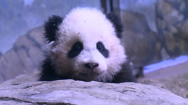 ctm_0107_PANDA_640x360.jpg 