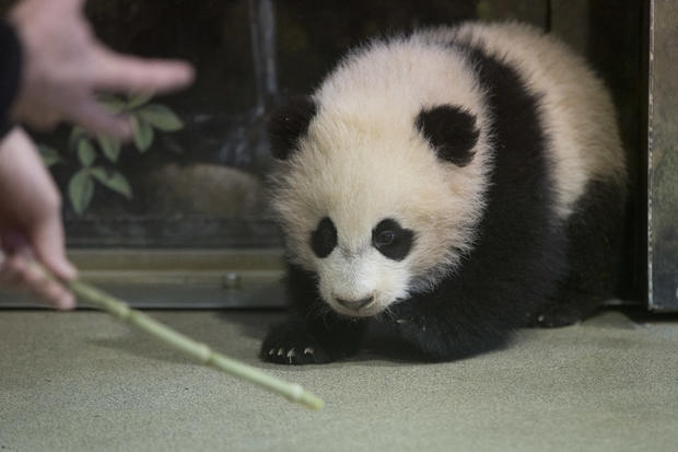 Baby panda 