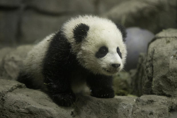 Baby panda 