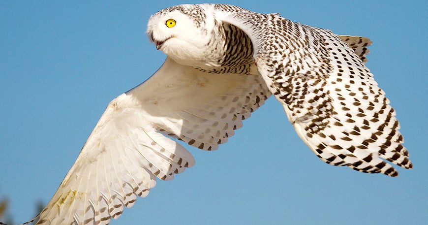 snowy owls in colorado