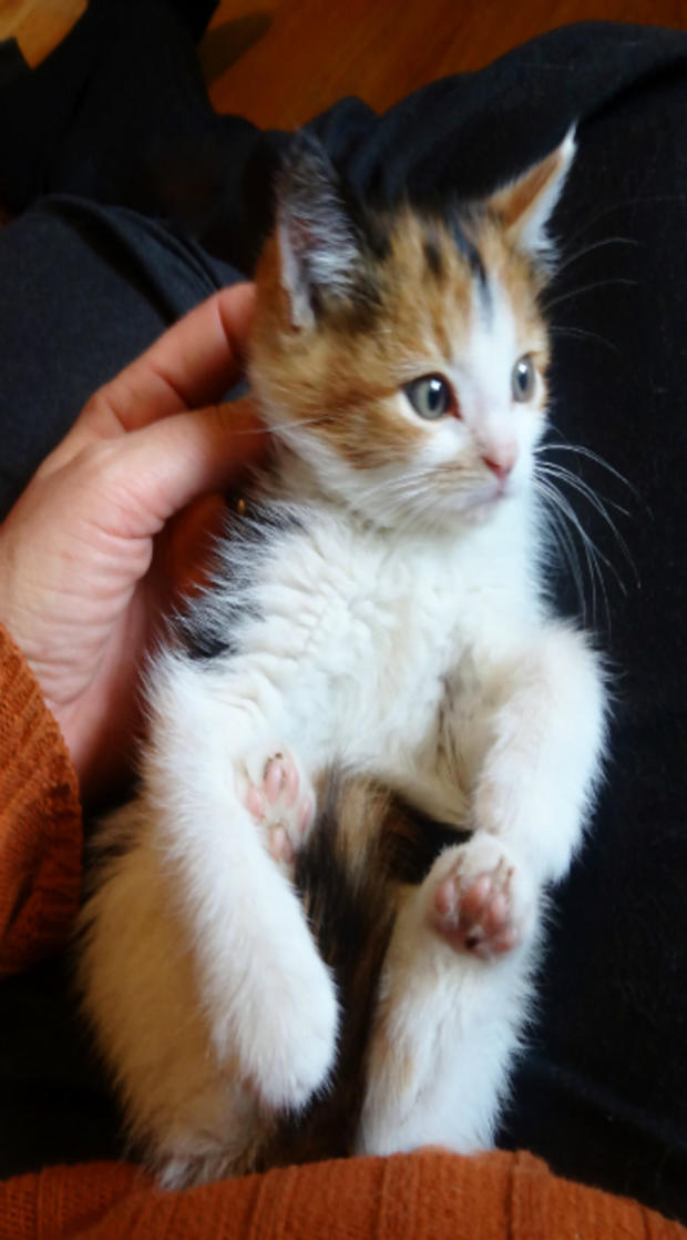 Adoptable calico kitten by Valerie Heimerich 