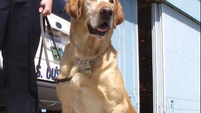 Labrador-retriever.jpg 