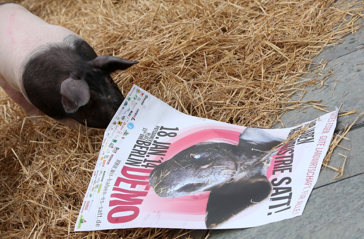 German protest goes hog wild