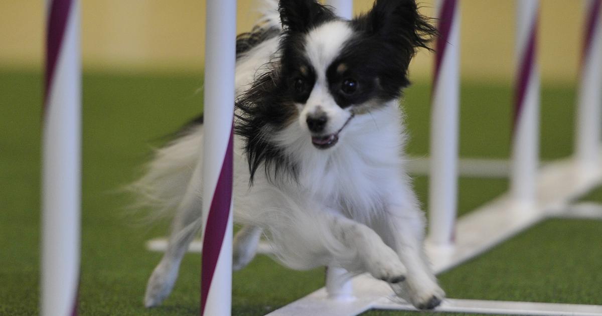 Mixed Breeds Wow Crowds At Westminster Dog Show Agility Competition