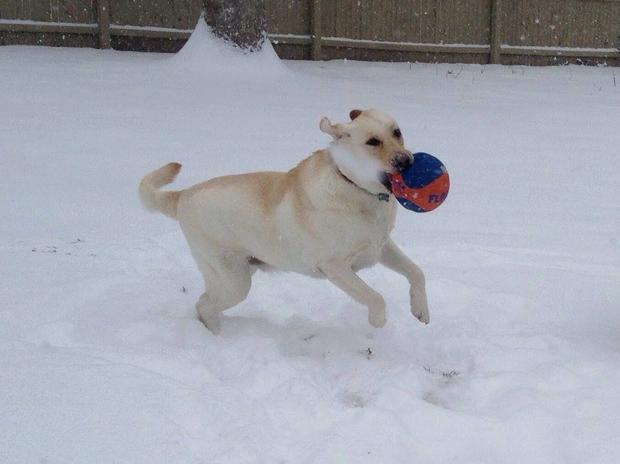 dana-spinner-fitzpatrick-bandit-from-holtsville-long-island-playing-in-the-snow-with-his-florida-gators-basketball.jpg 